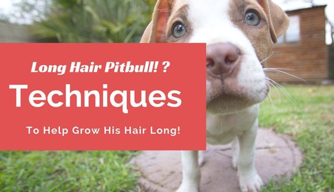 Long hair pitbull thumbnail