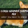 Corgi German Shepherd mix