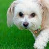 We show you how to choose the best dog food for maltipoo