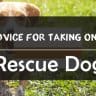Training a Rescue Dog