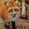 Are Foxes Interested In Eating Or Attacking Your Dog