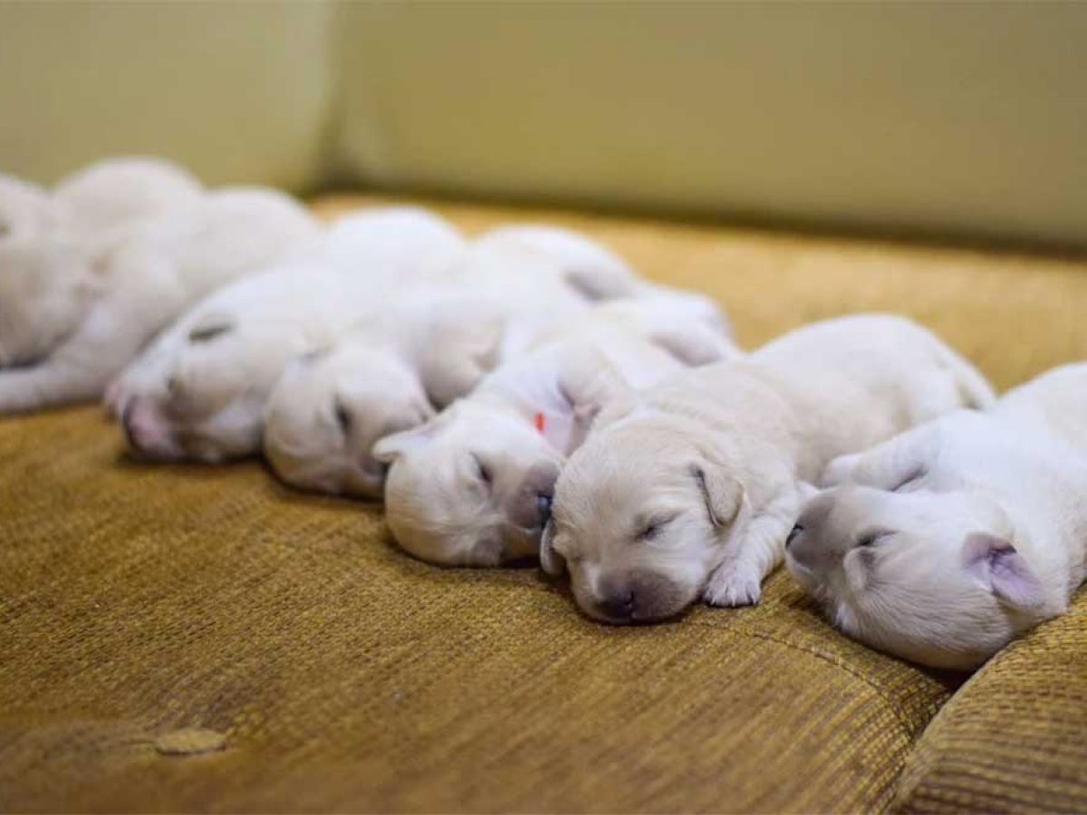 Can You Breed A Runt Dog