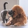 Can dogs mate with cats