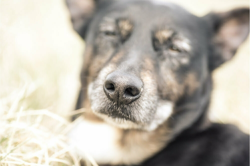 Can Dogs Sense Someone Is Dying