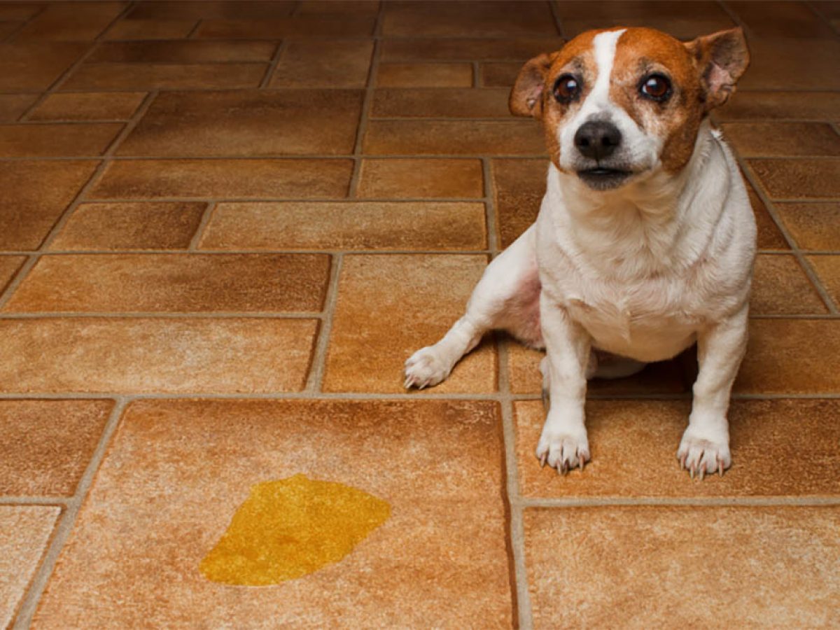 repel dogs from peeing