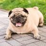 How Do I Know If My Pug Is Overweight