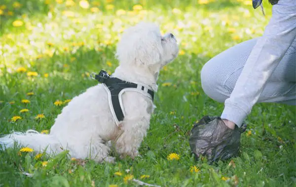 How long can a dog hold its poop