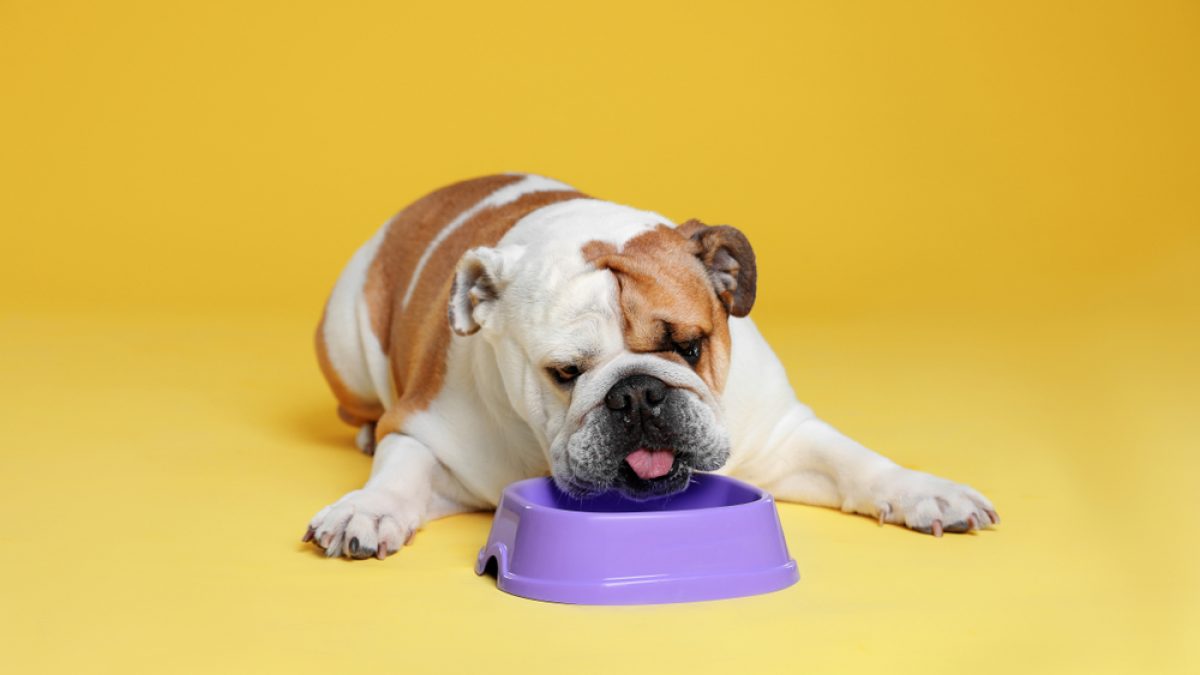 best treats for english bulldog puppies