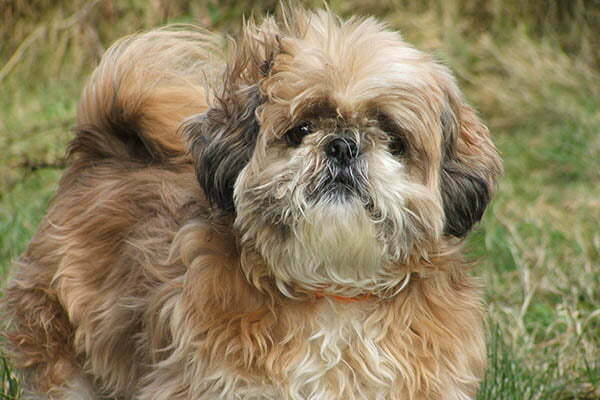 The Shih Tzu Life Span How Long Do Shih Tzu s Live For PetDT