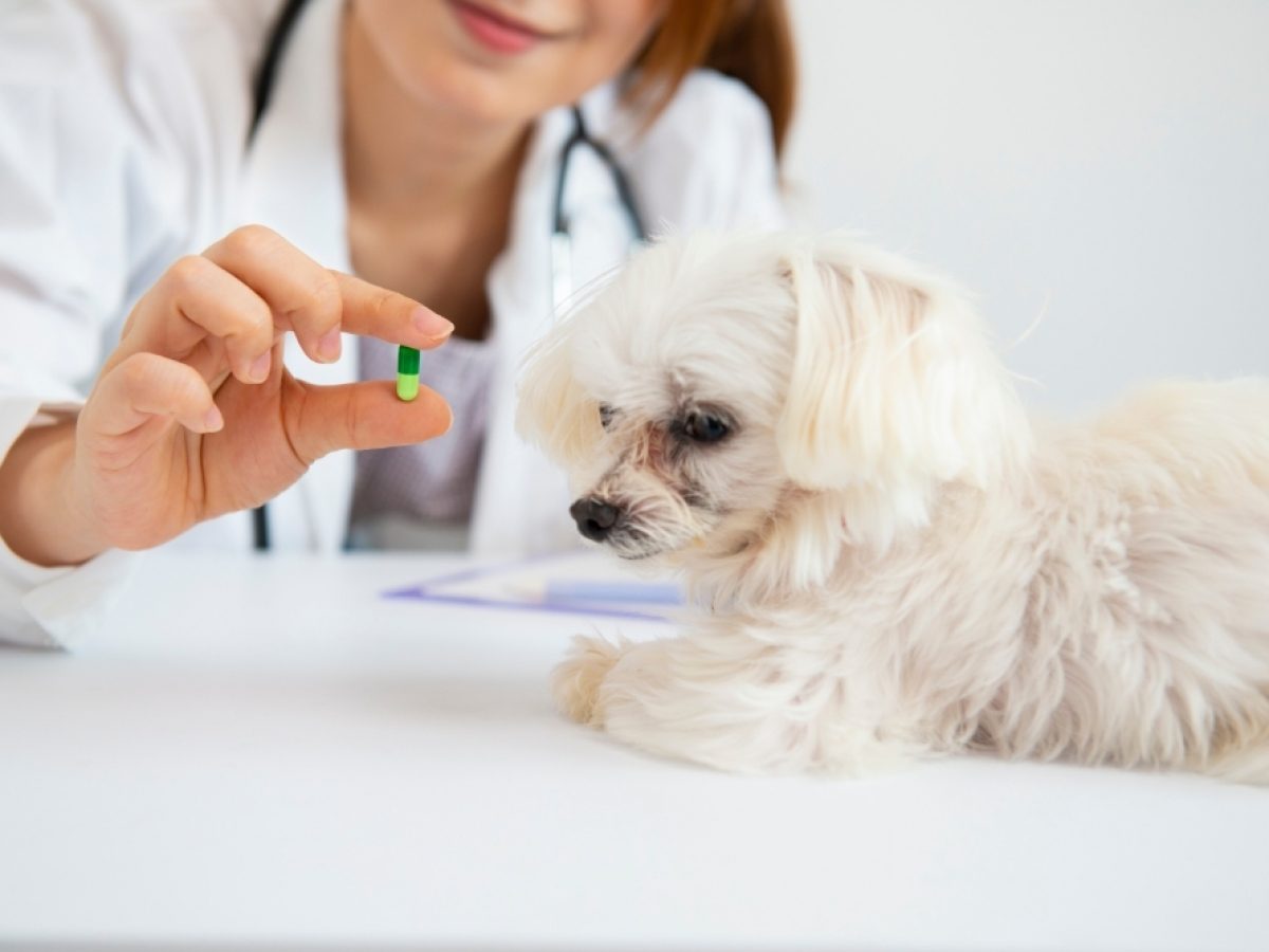Can I Euthanize My Dog With Insulin