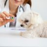 When To Put Down A Dog With Diabetes