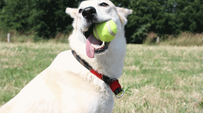 Why dog dogs love tennis balls so much. Gif1