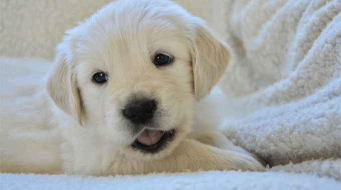 Why do puppies get hiccups so much