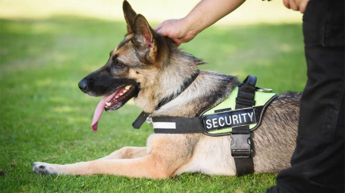 Can police drug dogs detect lsd & acid tabs