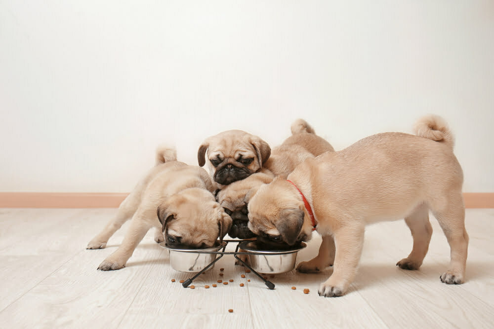 How Much Should I Feed My Pug Puppy? + Feeding Guide Chart