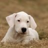 Dogo argentino the ultimate guide2