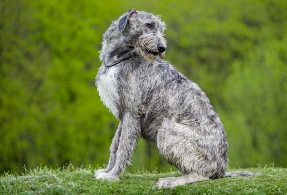 Do Irish Wolfhound Shed
