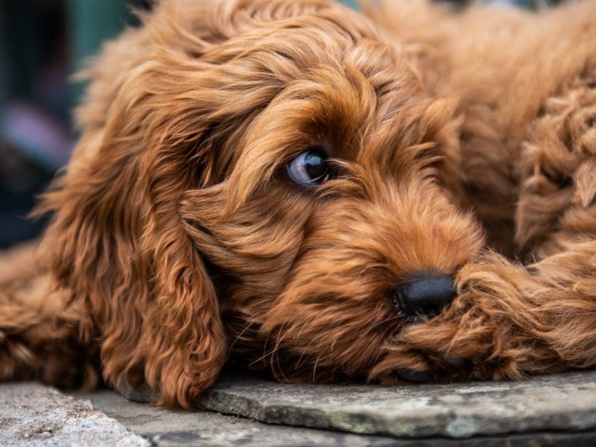 Are Cockapoos Smart Dogs