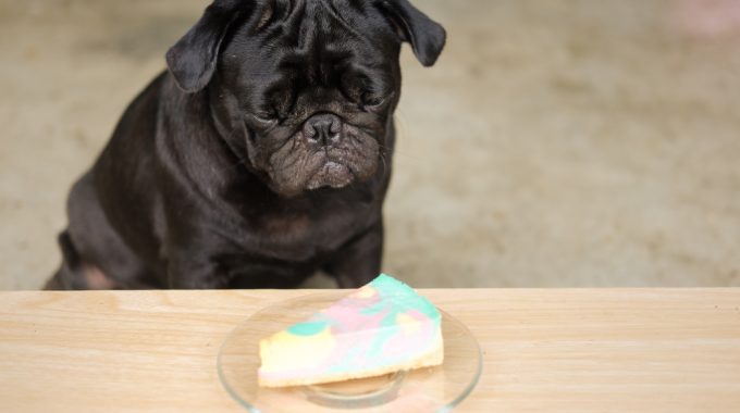 Black pug dog staring at a colorful cheesecake
