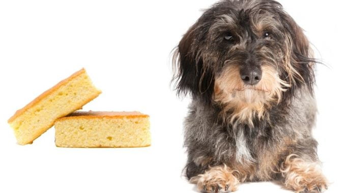 Can dogs eat cornbread