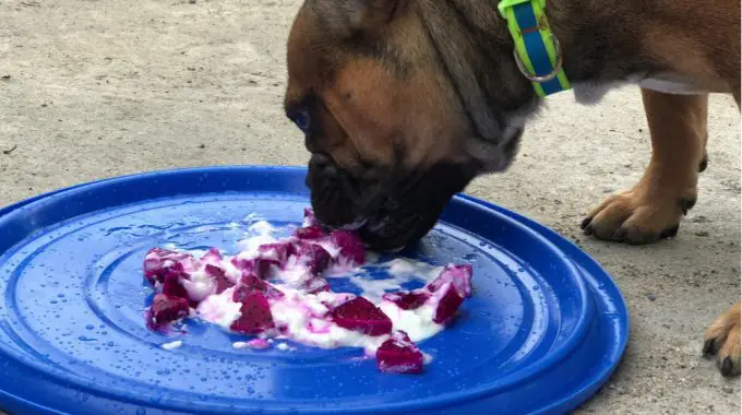 Dog eating yogurt and slices of dragon fruit