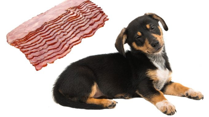 Dog and bacon