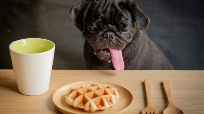 Pug dog staring at a waffle on a wooden plate.