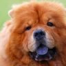 Chow chow with Black tongue