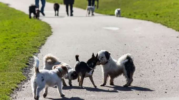 Small dogs in park