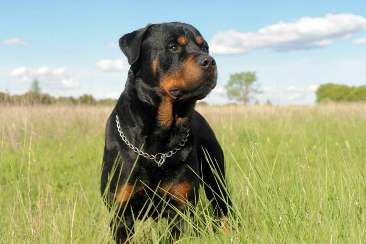 15+ Dog Breeds That Look Like Rottweilers