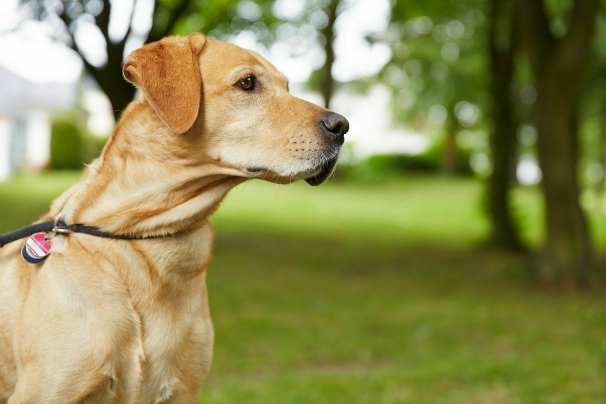 Are Labrador Retrievers Hypoallergenic? Answered! PetDT