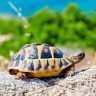 box turtle on a rock