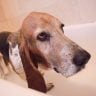 Basset hound gets a bath