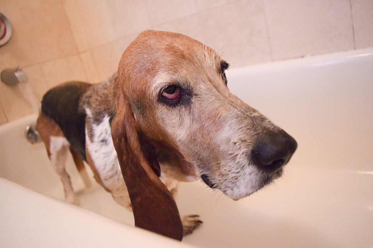 How Often Should You Bathe A Basset Hound? Answered! PetDT