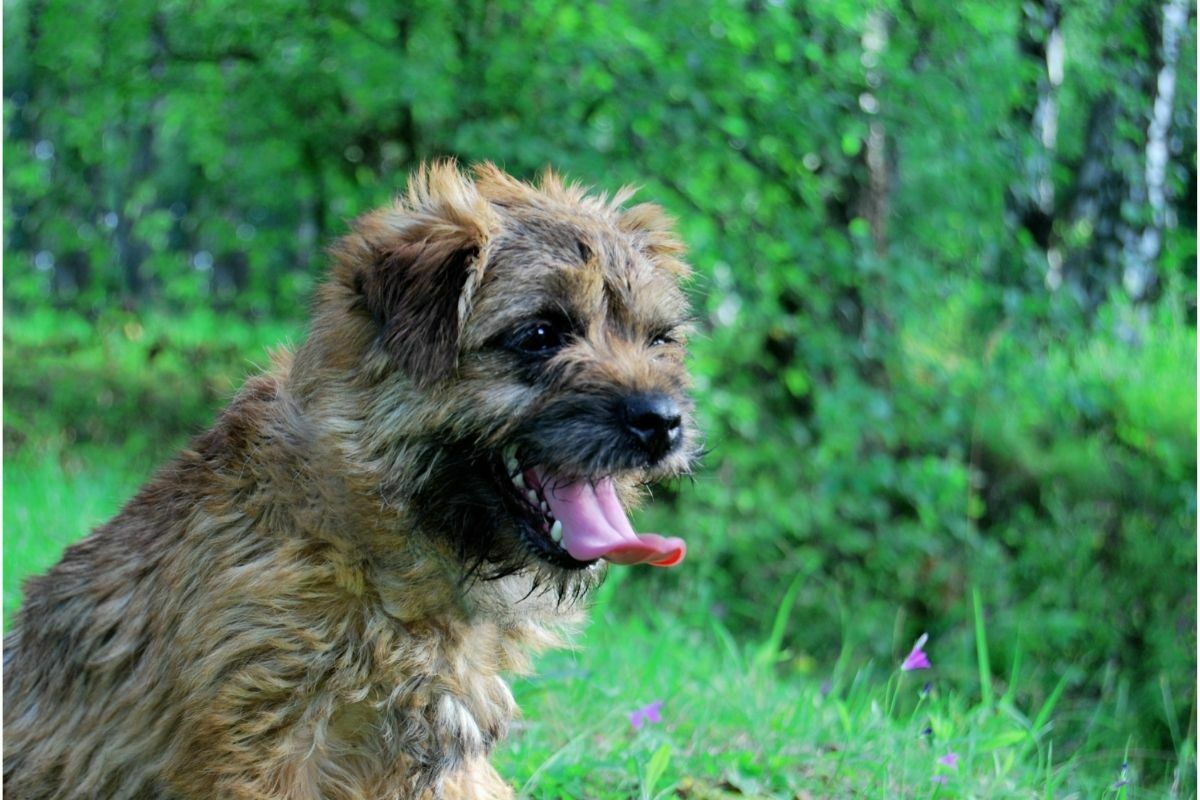 How Often Should You Bathe A Border Terrier?