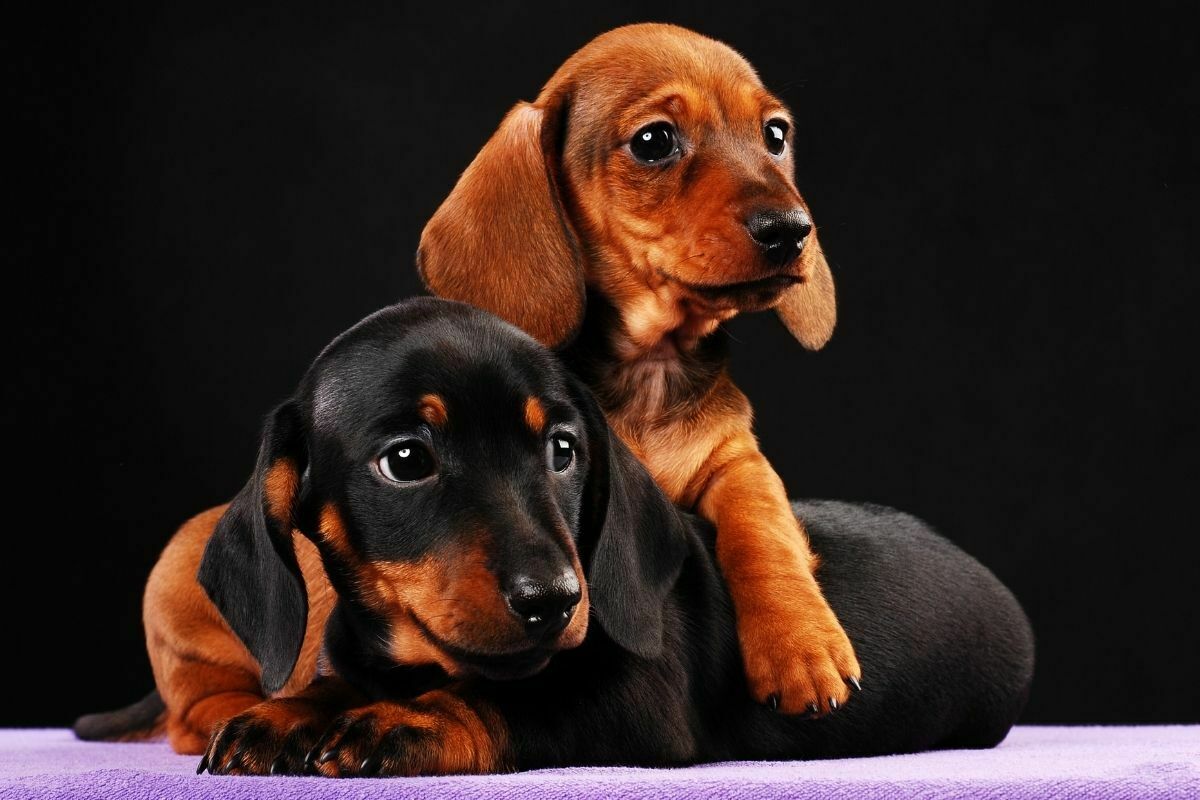 How Often Should You Bathe A Dachshund? PetDT