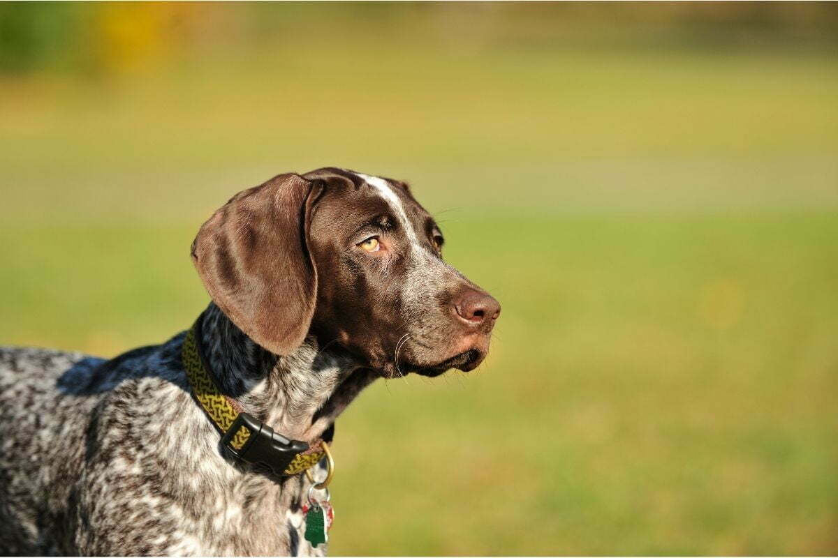 How Often Should You Bathe A German Shorthaired Pointer PetDT