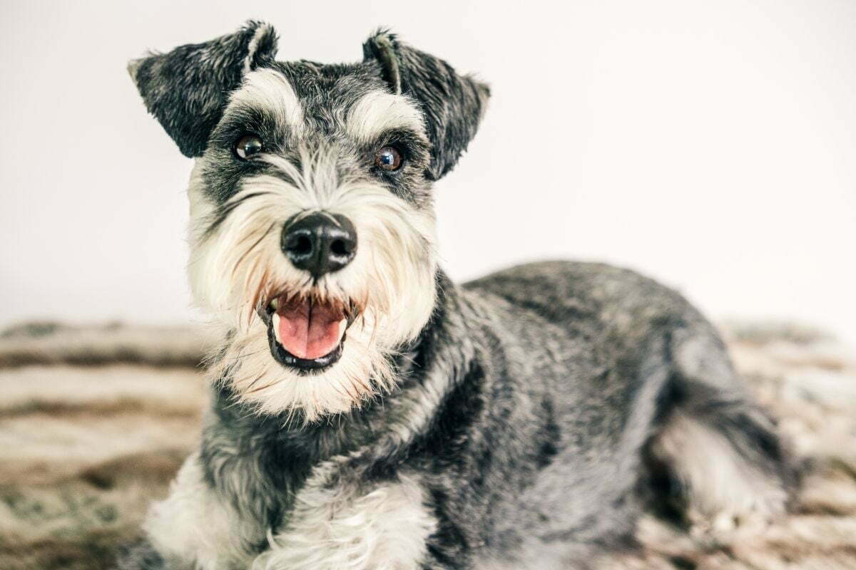 How Often Should You Bathe A Miniature Schnauzer?