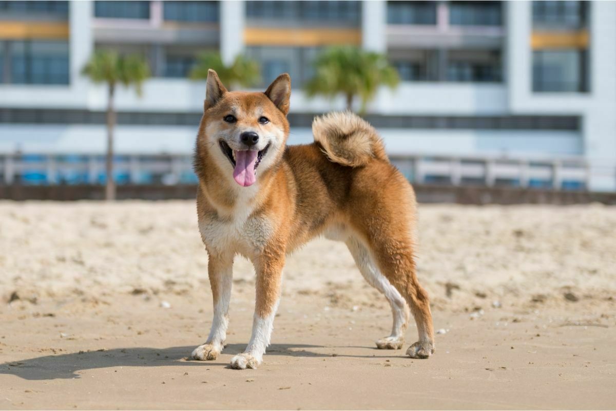 How Often Should You Bathe A Shiba Inu? Answered! PetDT