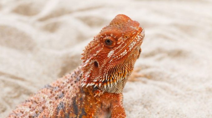 Red Bearded Dragon Crawling Through Sand