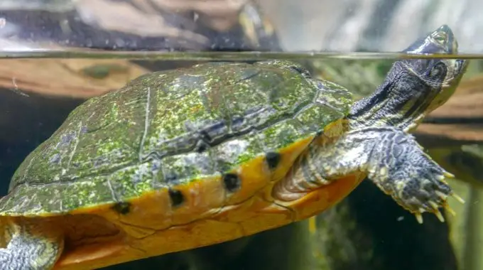 Turtle in water with tip of head