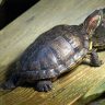 turtle on a wooden plank