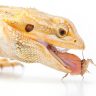 Bearded Dragon Eating Insect