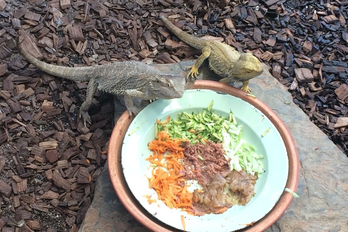 Can Bearded Dragons Eat Apples? PetDT Can Bearded Dragons Eat Apples? PetDT