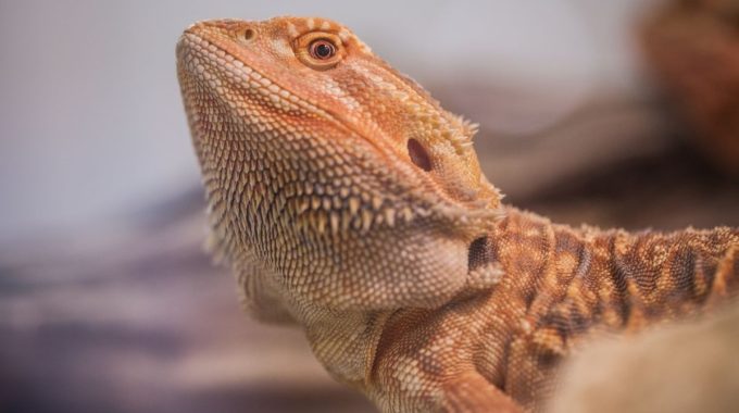 Bearded dragon holding its neck up