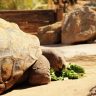 Big tortoises eating vegetables