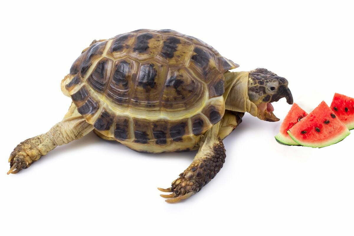 Can Your Turtles, Tortoises, And Terrapins Eat Watermelon? PetDT