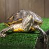 A Portrait of a Red Eared Slider Turtle
