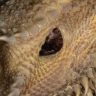 Do Bearded Dragons Have Ears? Everything You Need to Know!