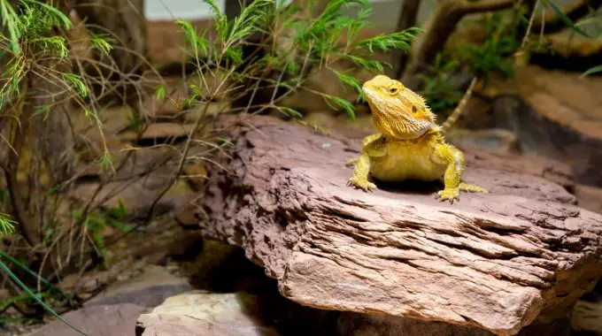 Bearded Dragon On Top Of A Rock